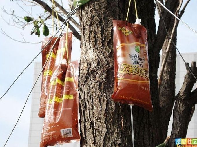 Caring for the trees, China