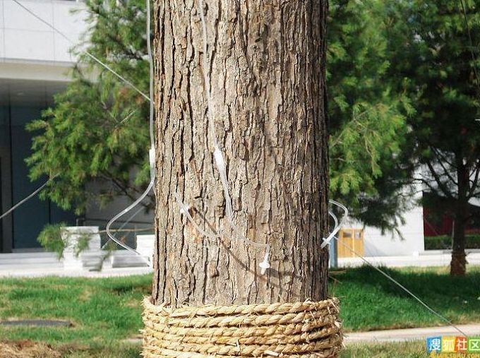 Caring for the trees, China