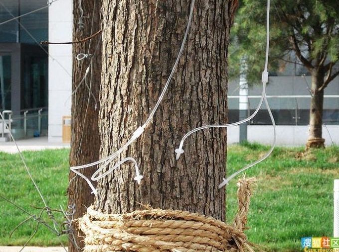 Caring for the trees, China