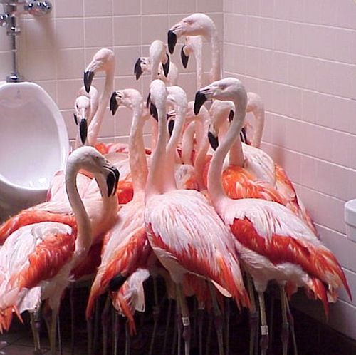 flamingos