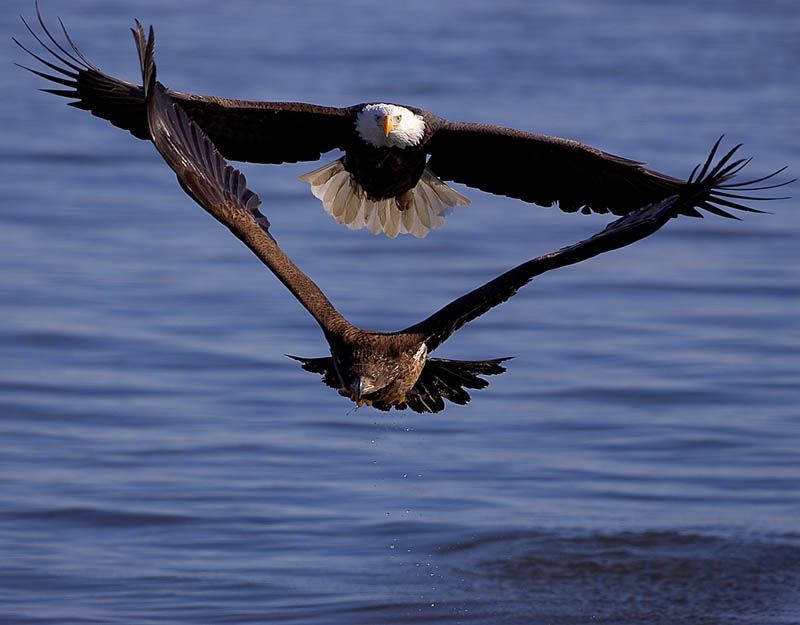 Bald Eagles