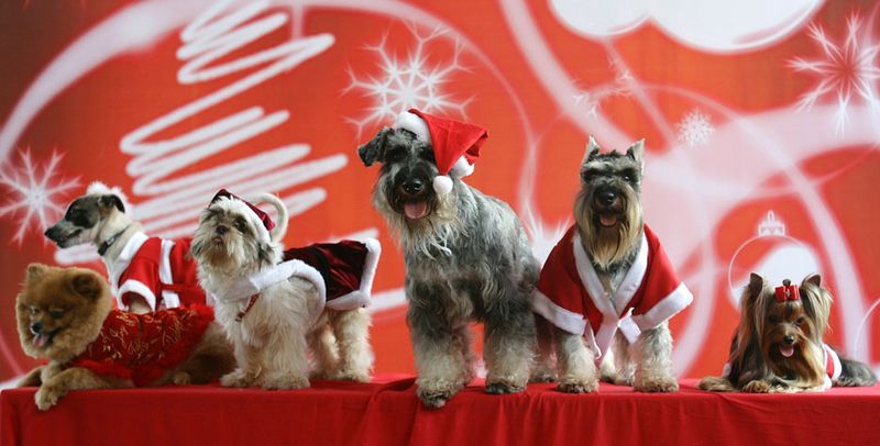 PHILIPPINES CHRISTMAS DOGS