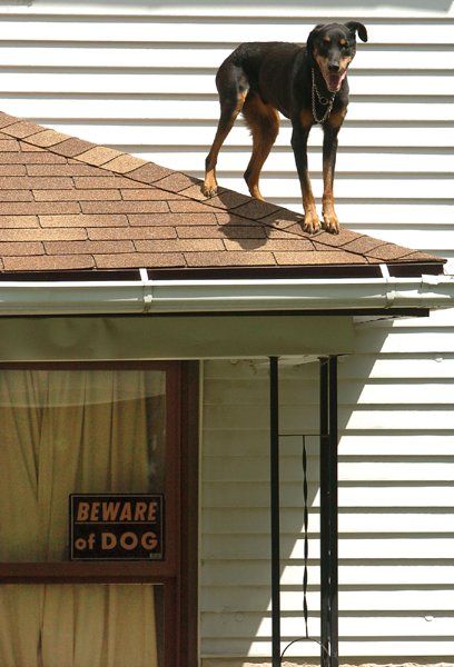 BEWARE OF DOG