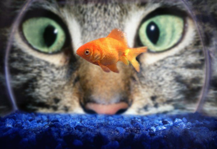 cat staring at goldfish