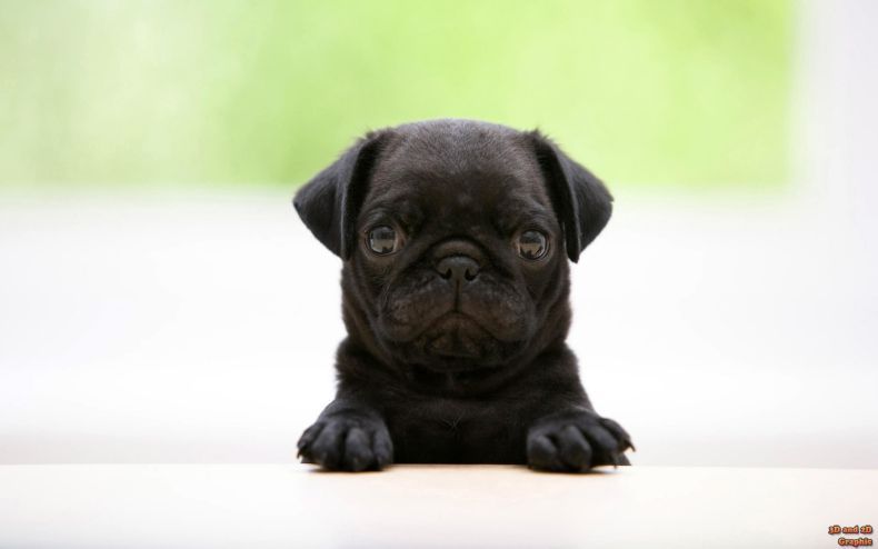 black pug puppy