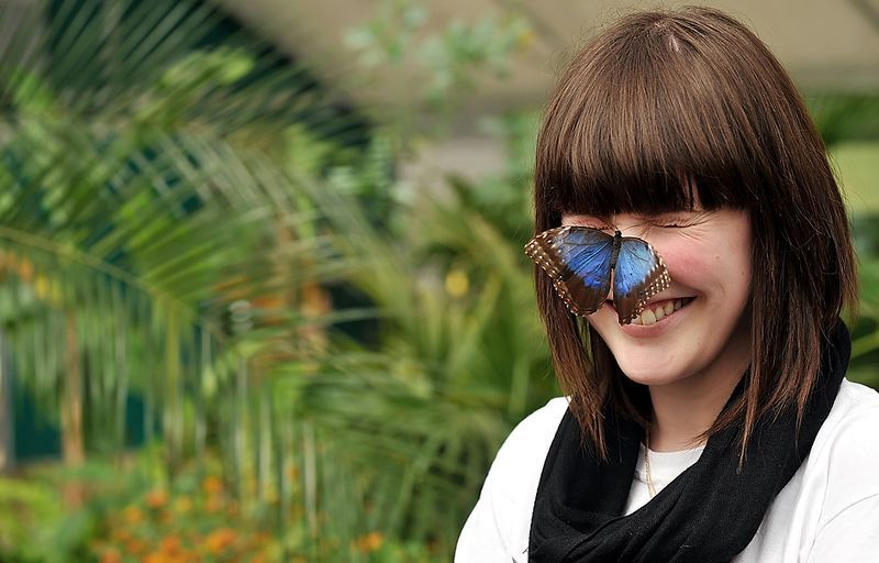 BRITAIN-ENV-NATURE-BUTTERFLIES