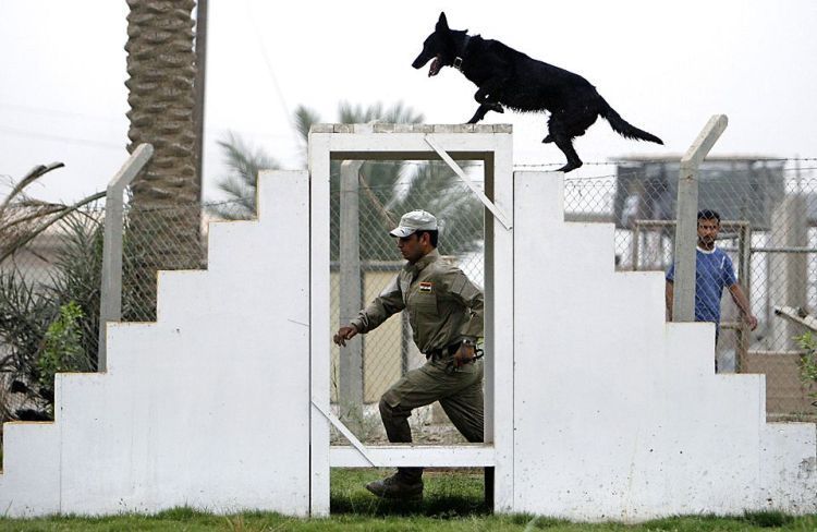 Policeman trains a sniffer dog, Iraq