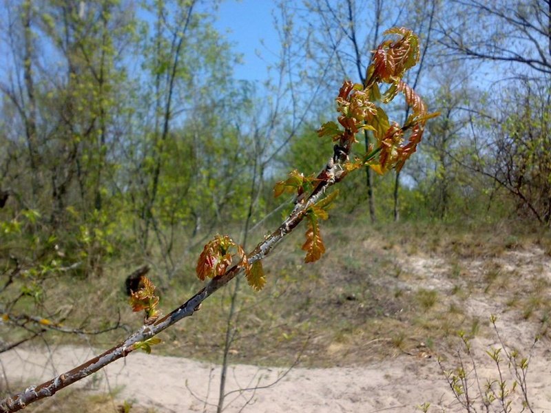 how oak wakes up in spring