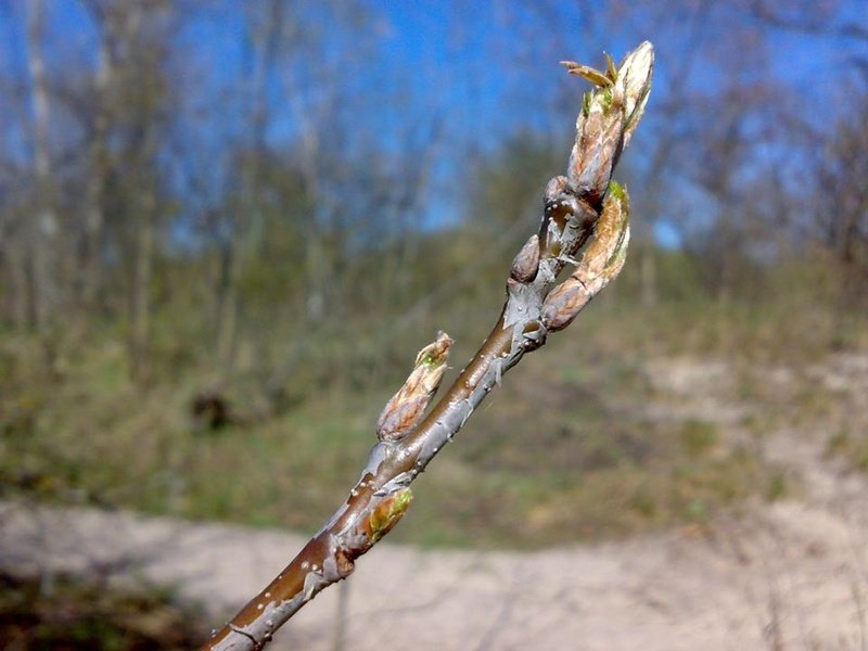 how oak wakes up in spring