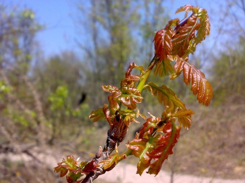 how oak wakes up in spring