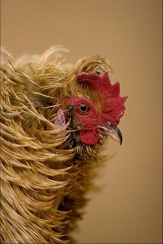 chickens and roosters