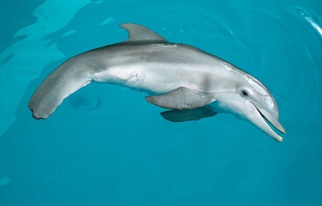 Dolphin with an artificial tail