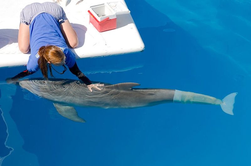 Dolphin with an artificial tail