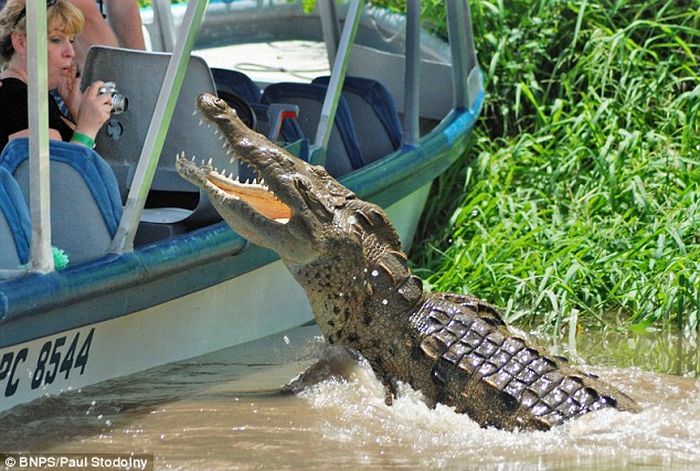 take a better pic of crocodile