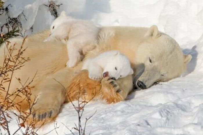 animal family