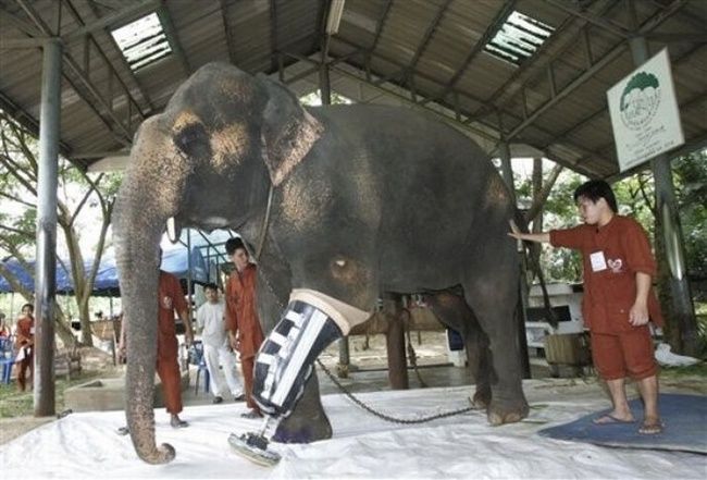 elephant lost his leg on the bomb