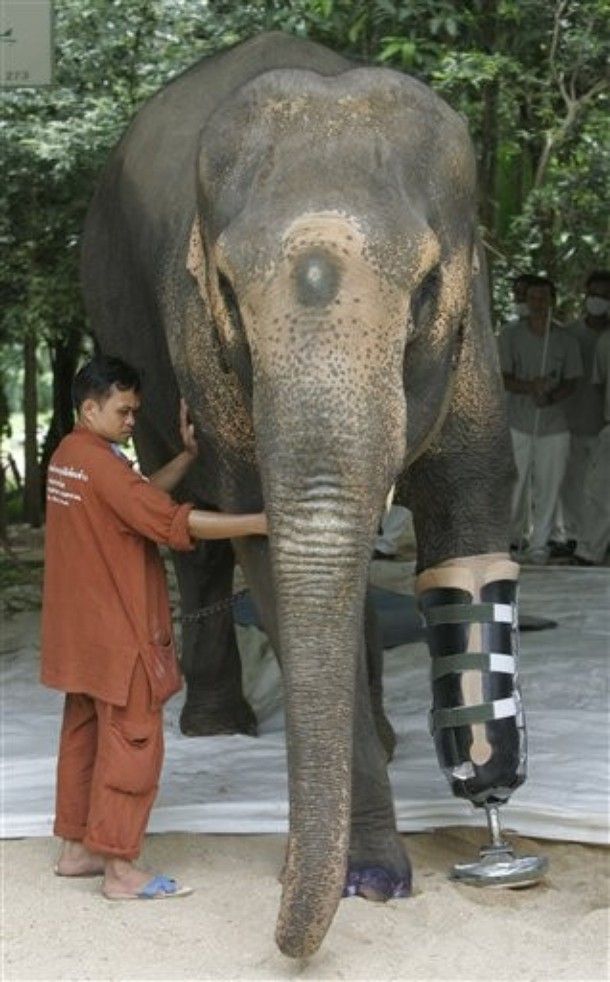 elephant lost his leg on the bomb