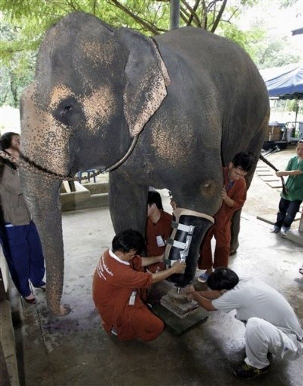 elephant lost his leg on the bomb