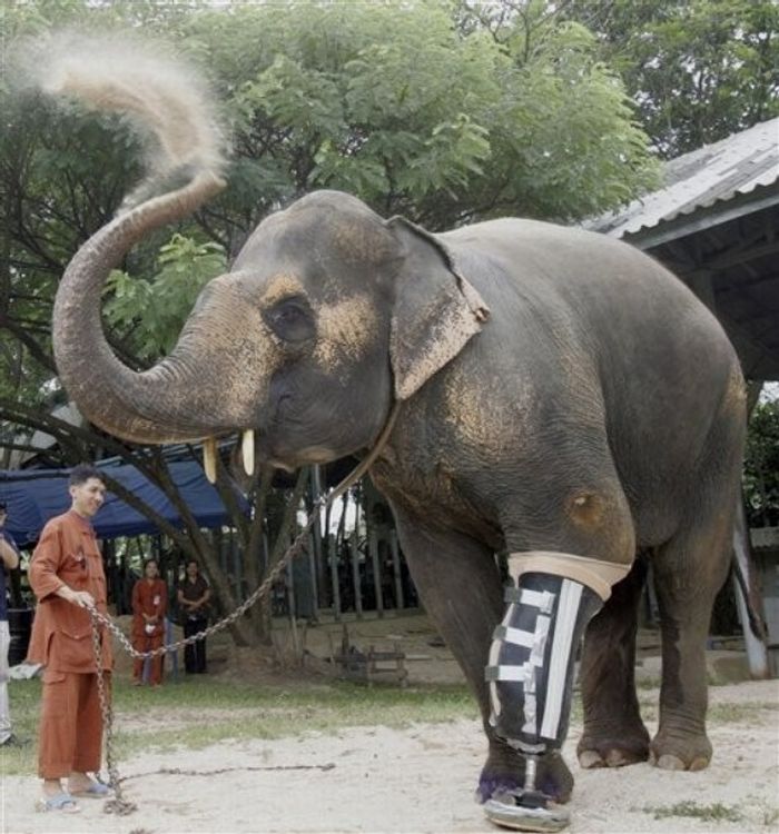 elephant lost his leg on the bomb