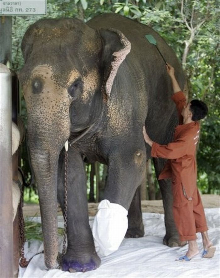 elephant lost his leg on the bomb