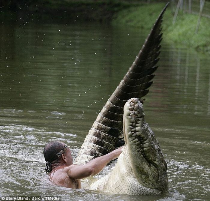 Crocodile pet, Costa Rica