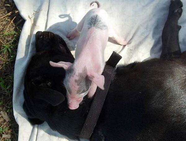 dog mother with pigs