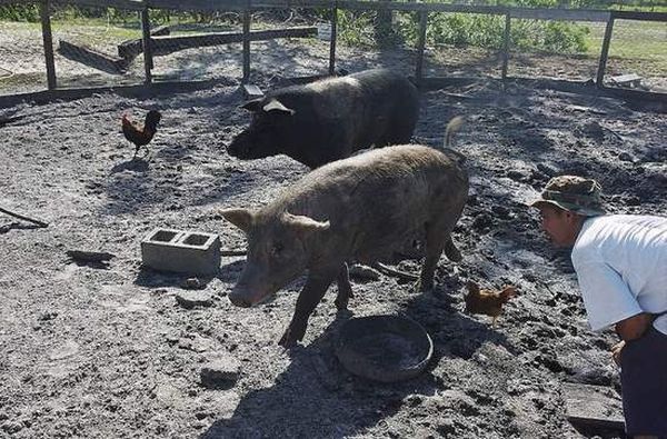 dog mother with pigs