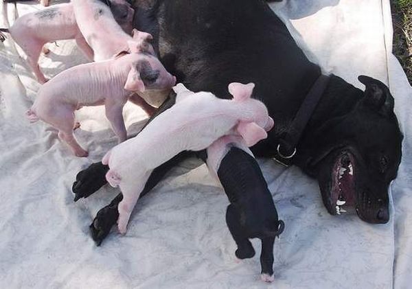 dog mother with pigs