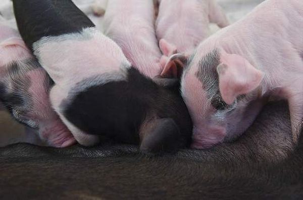 dog mother with pigs