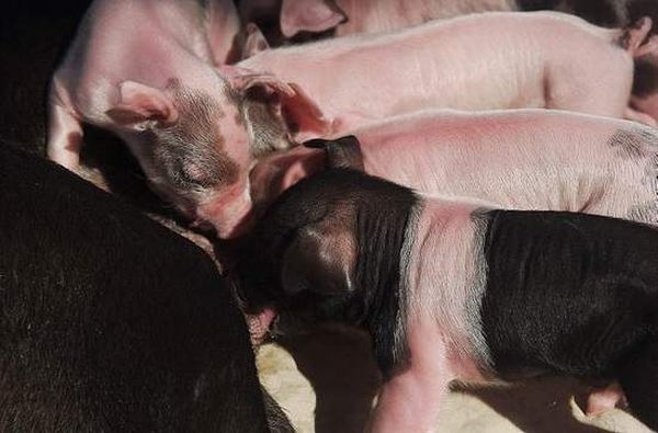 dog mother with pigs