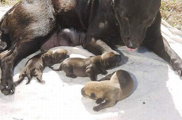 dog mother with pigs