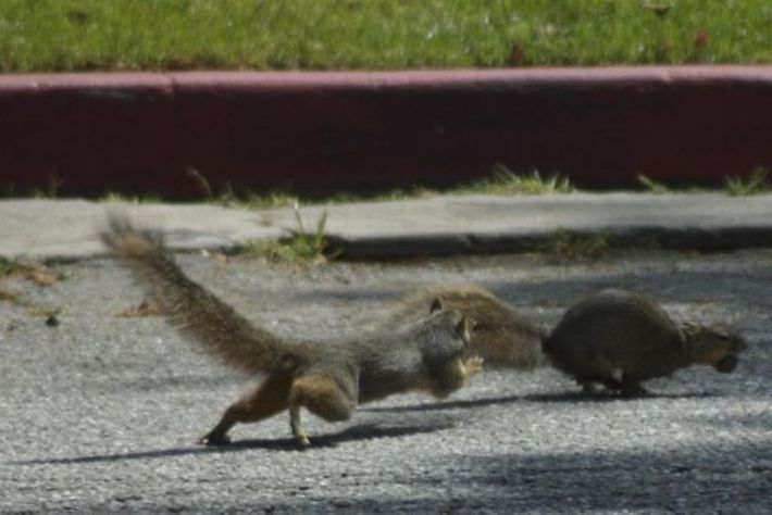 squirrel fight