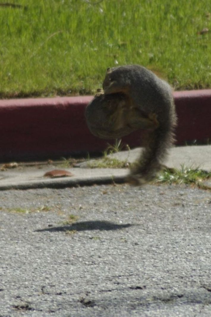 squirrel fight