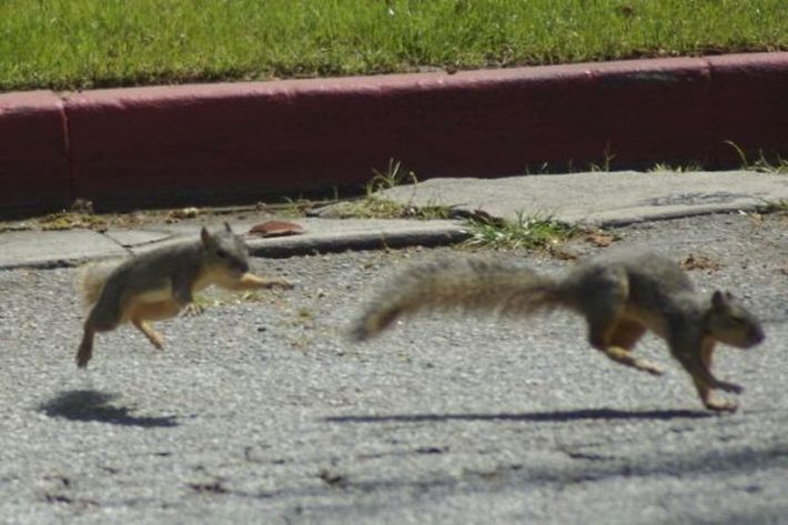 squirrel fight