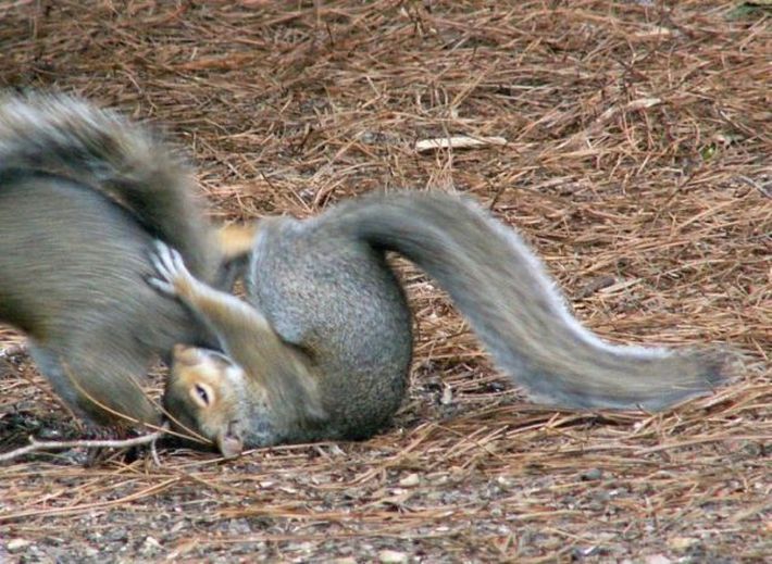 squirrel fight