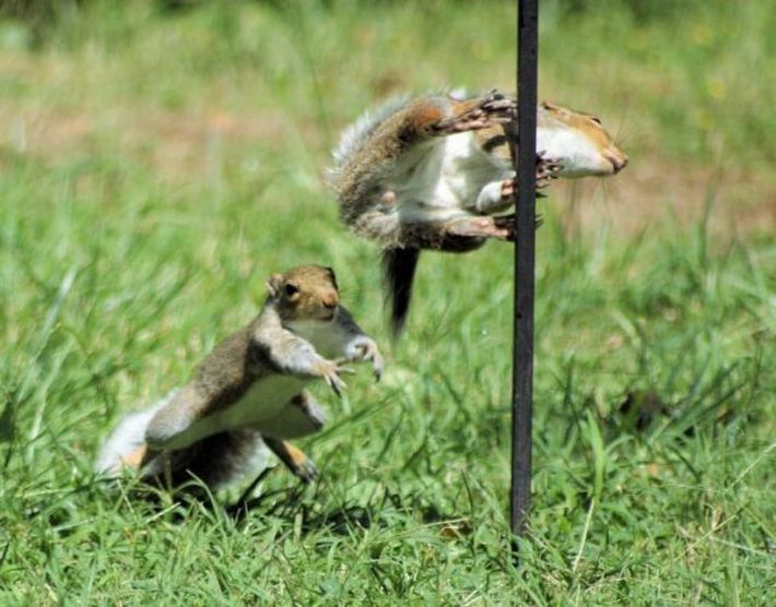 squirrel fight