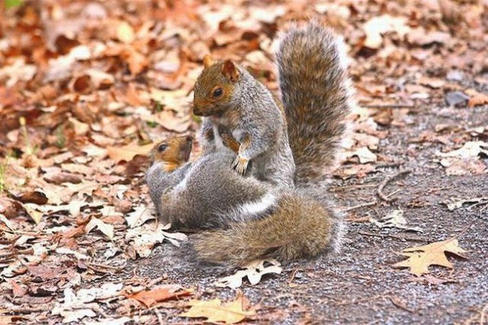 squirrel fight
