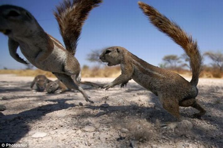squirrel fight