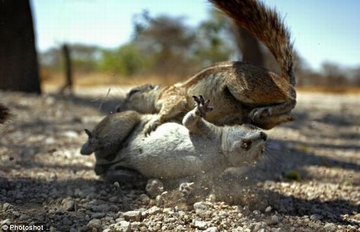 squirrel fight