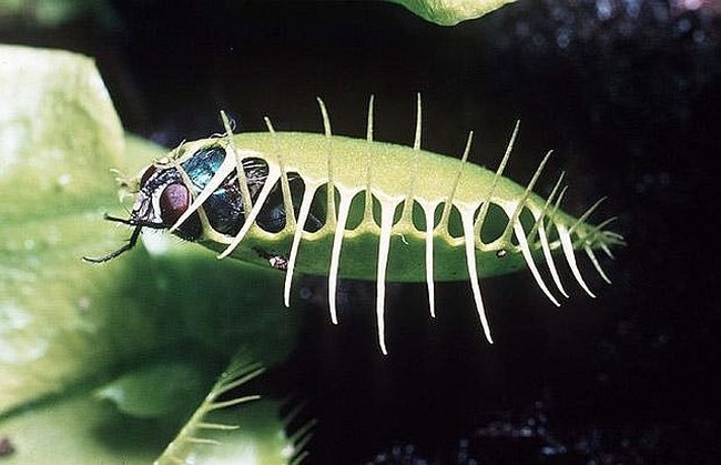 carnivorous plant consuming insects