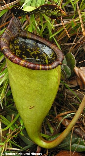 carnivorous plant consuming insects