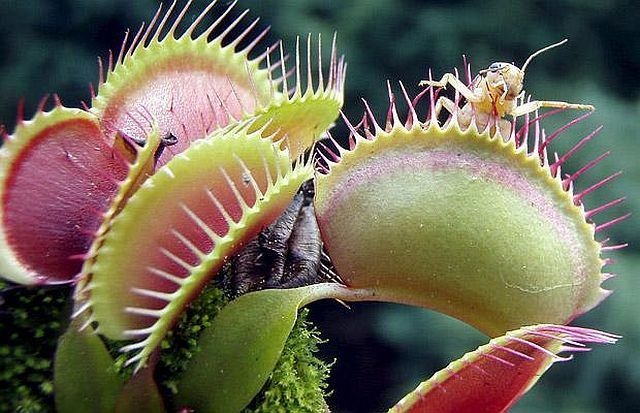 carnivorous plant consuming insects