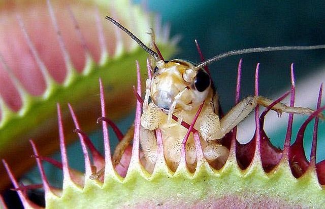 carnivorous plant consuming insects