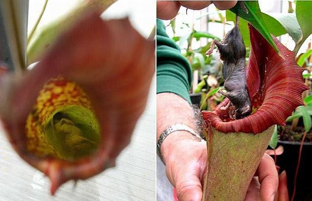 carnivorous plant consuming insects