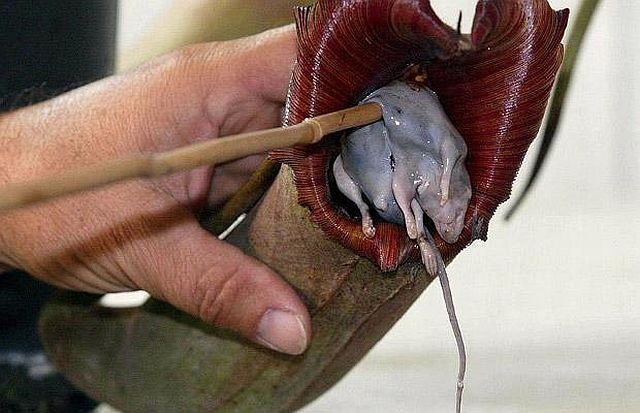 carnivorous plant consuming insects