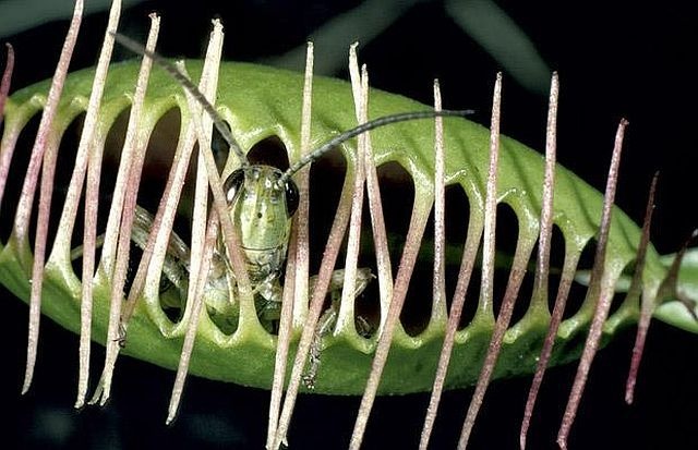 carnivorous plant consuming insects