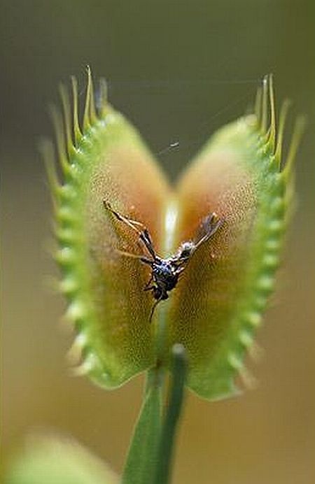 carnivorous plant consuming insects