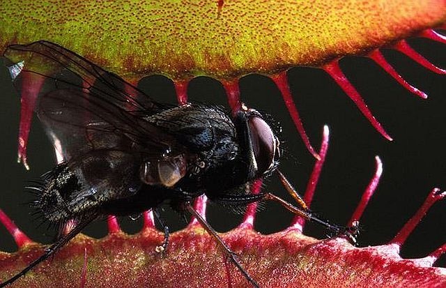 carnivorous plant consuming insects