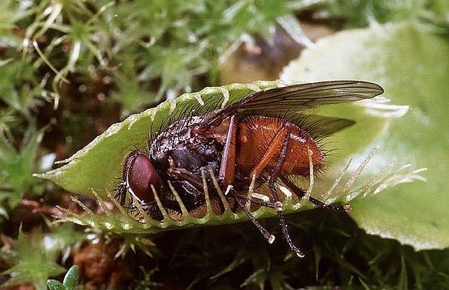 carnivorous plant consuming insects