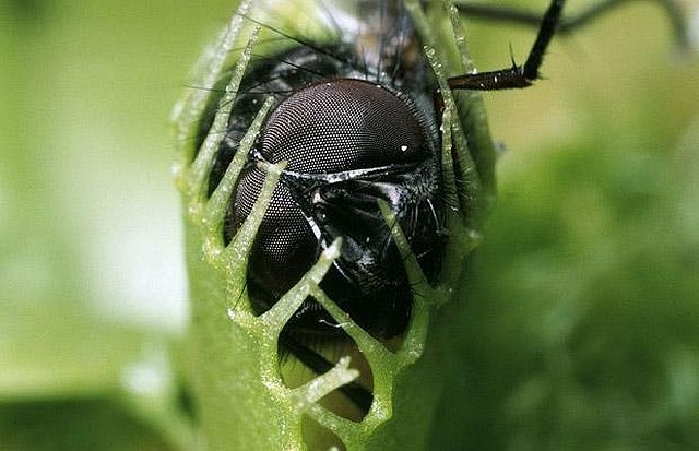 carnivorous plant consuming insects